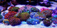 ICKYSTICKY AQUA GEL 28GM  (SETS UNDERWATER)