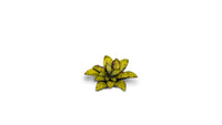 GAMERS GRASS : DUMB CANE LASER PLANTS