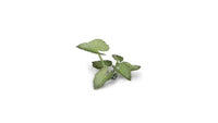 GAMERS GRASS : ELEPHANT EAR LASER PLANTS
