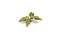 GAMERS GRASS : ELEPHANT EAR LASER PLANTS