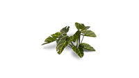GAMERS GRASS : ELEPHANT EAR LASER PLANTS