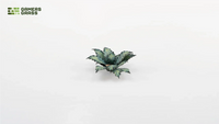 GAMERS GRASS : BLUE AGAVE LASER PLANTS