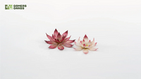GAMERS GRASS : LOTUS FLOWER LASER PLANTS