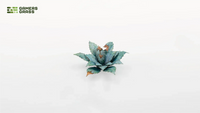 GAMERS GRASS : BLUE AGAVE LASER PLANTS