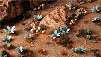 GAMERS GRASS : BLUE AGAVE LASER PLANTS