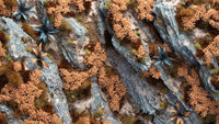 GAMERS GRASS : AUTUMN SHRUBS